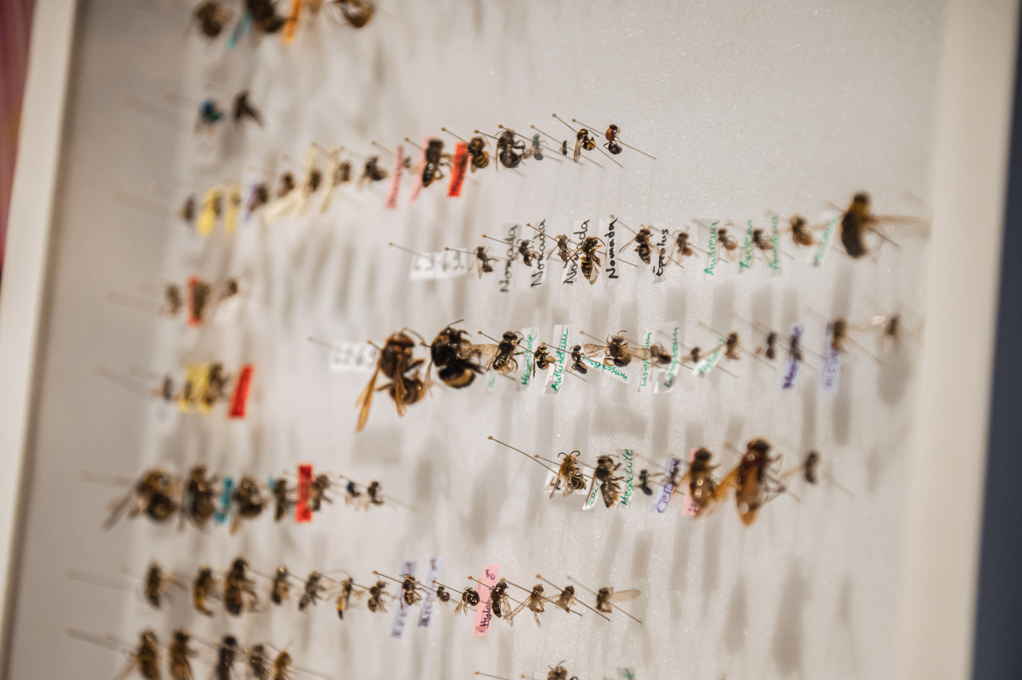 GREEN EYE FESTIVAL JOŠ NAM JE JEDNOM ŠIROM OTVORIO OČI